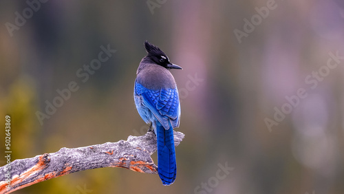Картината върху платно Close up shot of vibrant blue colored Steller's Jay (Cyanocitta stelleri) songbird perched on tree branch