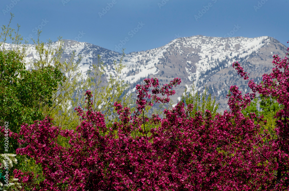 Obraz premium Springtime, Spring in the Rockies, winter to spring, change of seasons, warm and cold, snow and blossoms