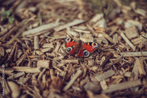 Butterfly urticaria sitting on a wooden board photo