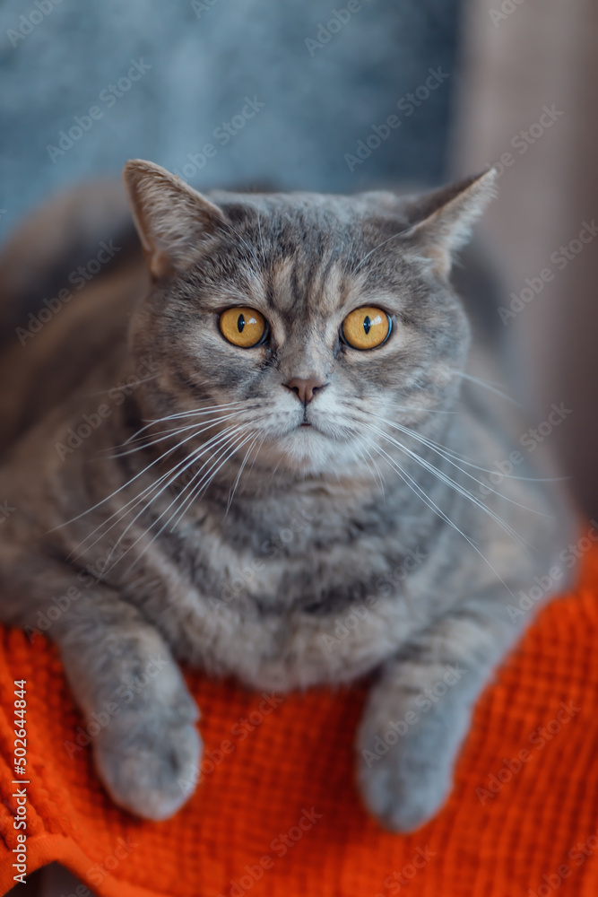 Fototapeta premium Cat with beautiful yellow eyes