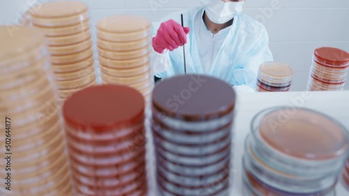 scientist or worker in a bacteriological laboratory makes tests and analyzes against the background of many petri dishes. photo