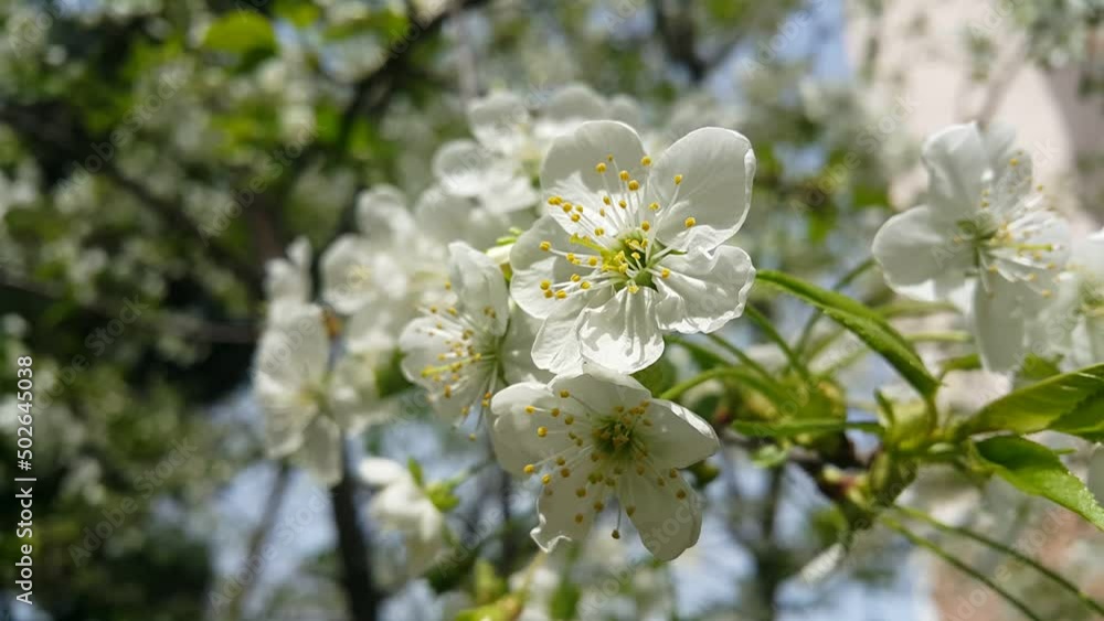 Image of a flowering plant with green leaves blooming in spring Image of a flowering plant with green leaves blooming in spring