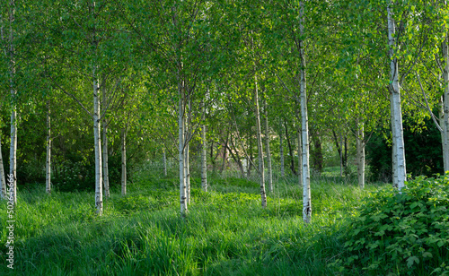 Small birch trees growing full of green leaves foliage in summer spring in grass field 
