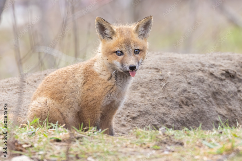 Red fox pup in spring