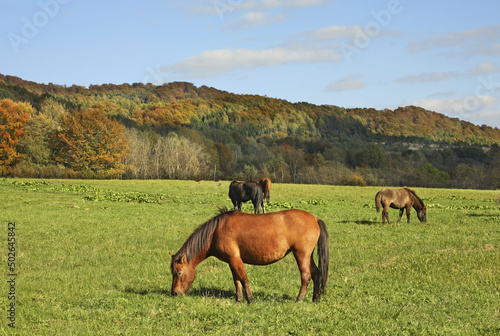 Bieszczady National Park near Wolosate village. Poland