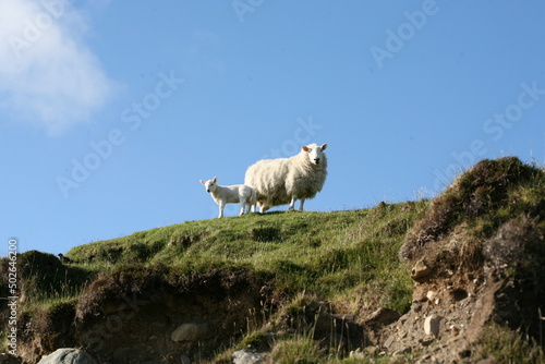 Sheep and Lamb on Scottish Hillside