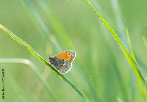 Motyl strzępotek ruczajnik na źdźble trawy