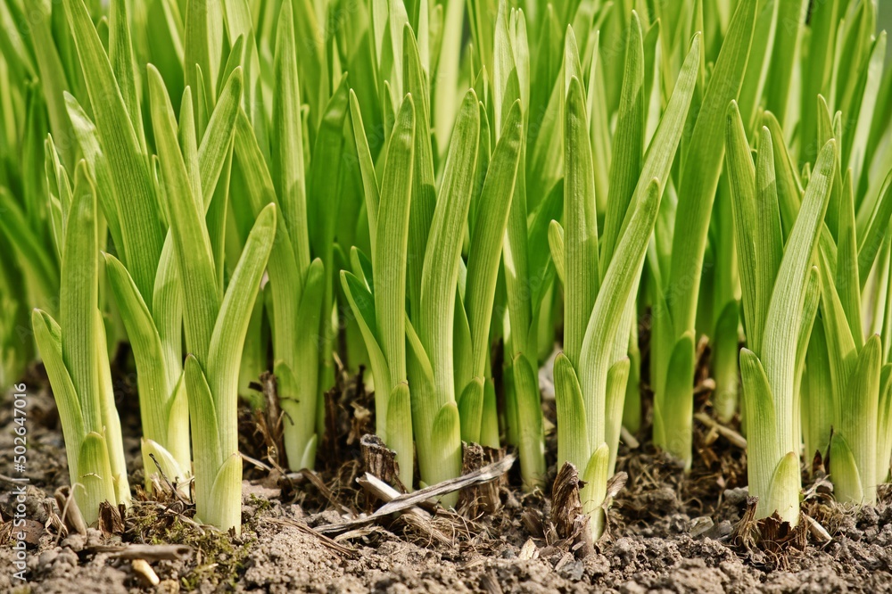 Young stems of green plants grow from the ground. Gardening and flower growing. Natural background. Young stems of green plants grow from the ground. Gardening and flower growing. Natural background.
