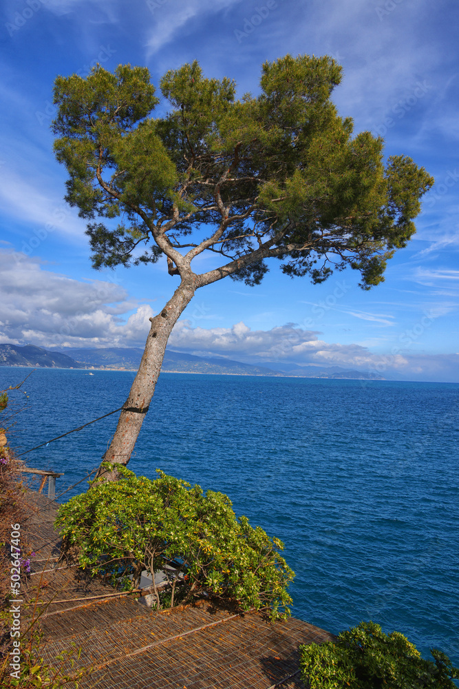 Coastline landscape near Portofino, Genova, Liguria, Italy, Europe