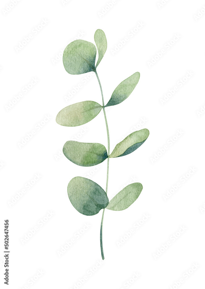 Green eucalyptus leaf. Watercolor illustration isolated on white.