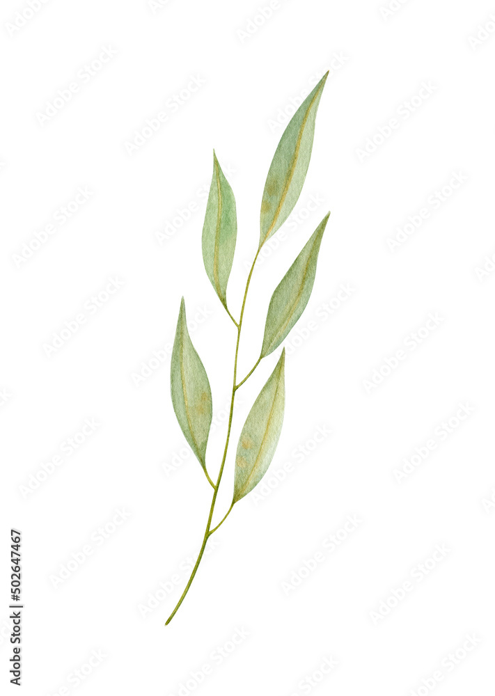 Watercolor illustration of green leaf, twig, branch isolated on white  background.