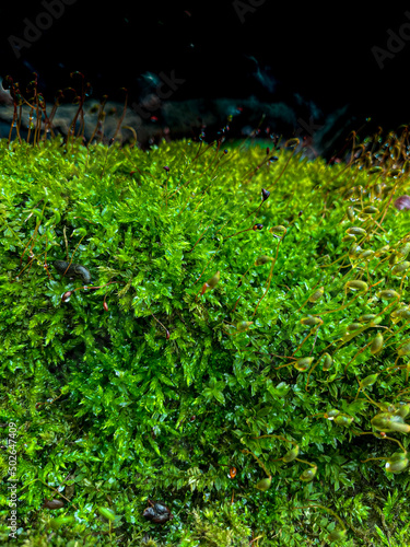 A close up of moss that has been freshly rained on, and the home of a snail. photo