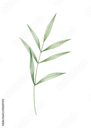 Watercolor illustration of green leaf  twig  branch isolated on white  background.