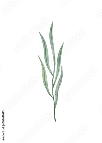 Watercolor illustration of green leaf, twig, branch isolated on white background.