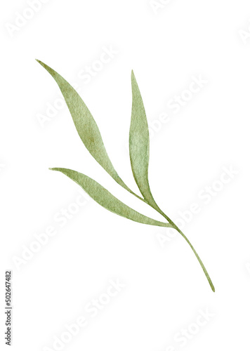 Watercolor illustration of green leaf  twig  branch isolated on white  background.