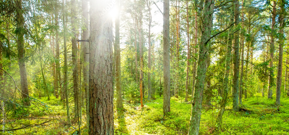 Sunny spring forest, morning light Sunny spring forest, morning light