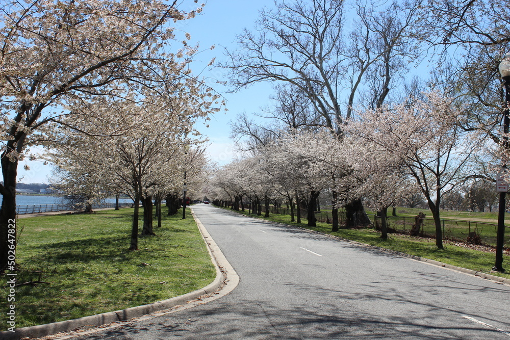 East Potomac Park Pink Cherry Blossom Trees Road East Potomac Park Pink Cherry Blossom Trees Road
