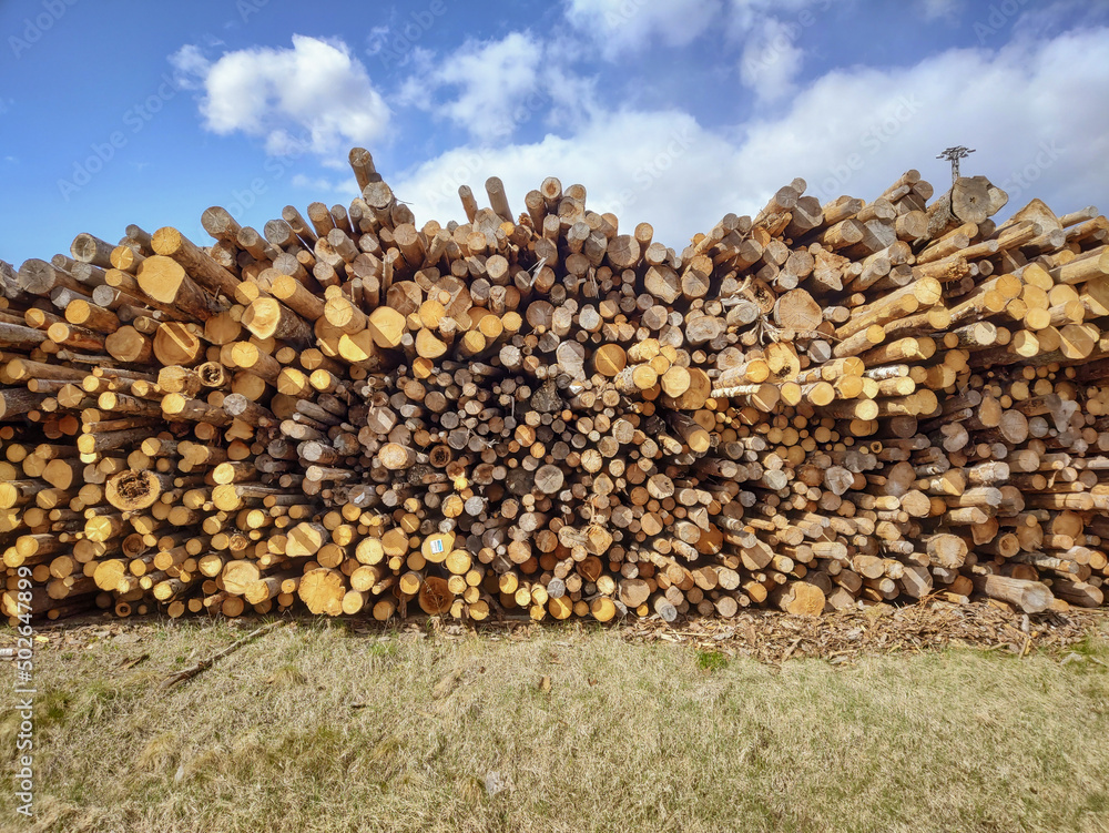 Wood Large arrows cut off trees truncate round logs. Large felled chopped and sawn tree trunks stored on the timber yard. forestry.