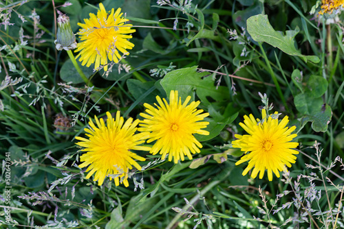 Flores de la planta  Diente de le  n   en hierba verde