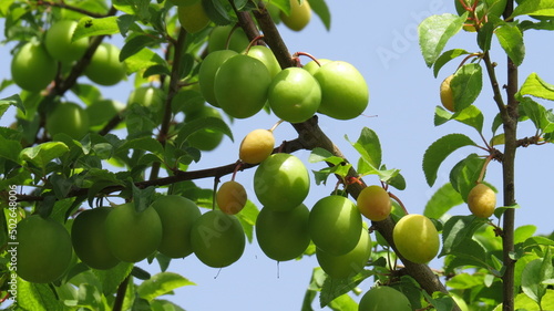 green apples on tree