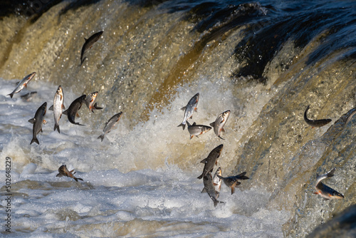 Foto Fishes go for spawning upstream