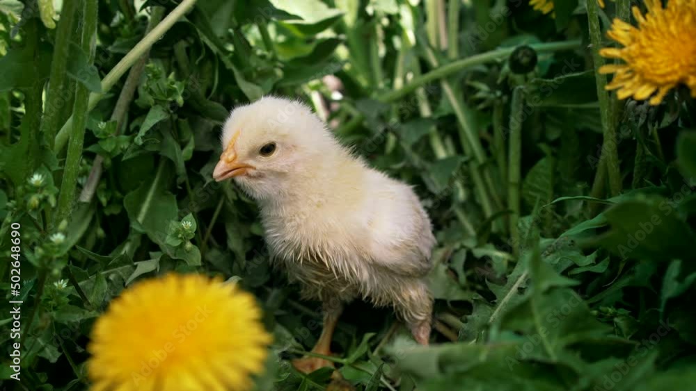 Newborn poultry chicken on green nature background. Hatched chick in green grass among blooming dandelions. Little bird. Concept of traditional easter bird, spring celebration. Newborn poultry chicken on green nature background. Hatched chick in green grass among blooming dandelions. Little bird. Concept of traditional easter bird, spring celebration.