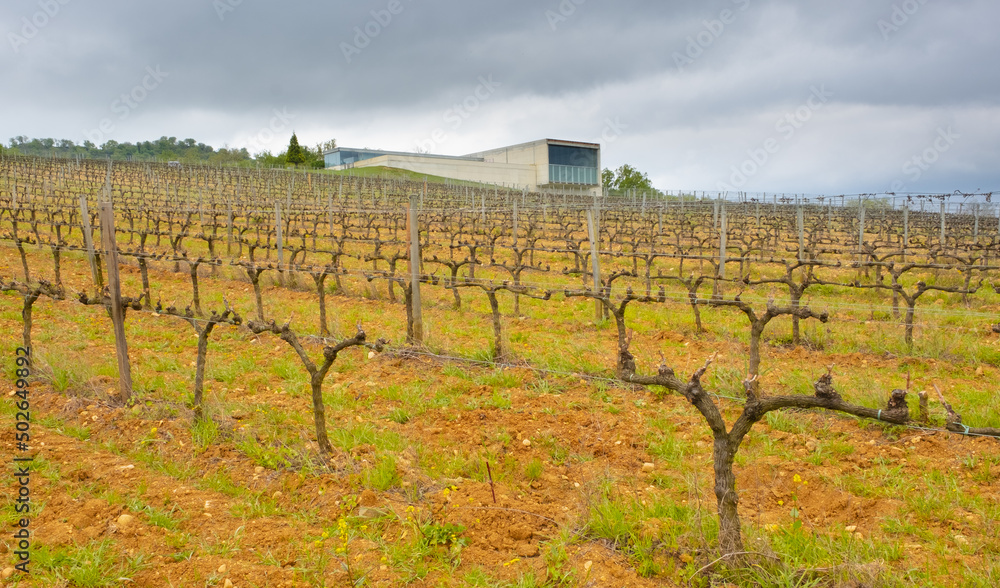 Rows of vineyards in the fields of Navarre, Spain