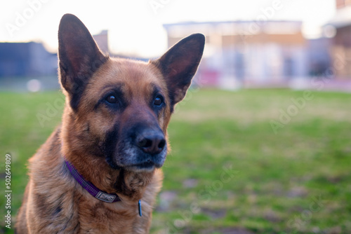 A thoroughbred German Shepherd dog with a long brown coat on a walk in the spring