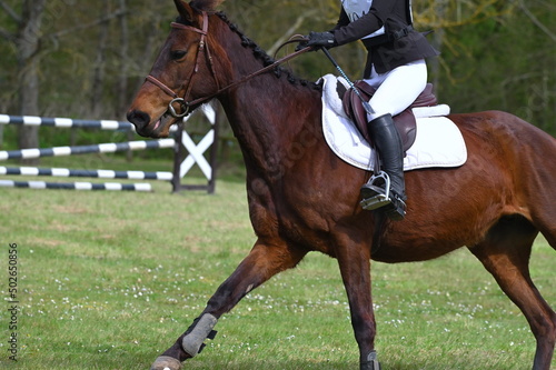 cheval et son cavalier pour un concours hippique