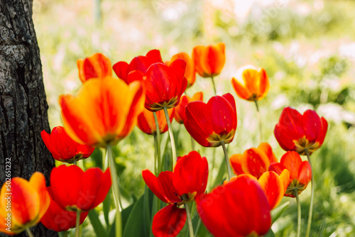 A field with beautiful blooming red tulips in spring