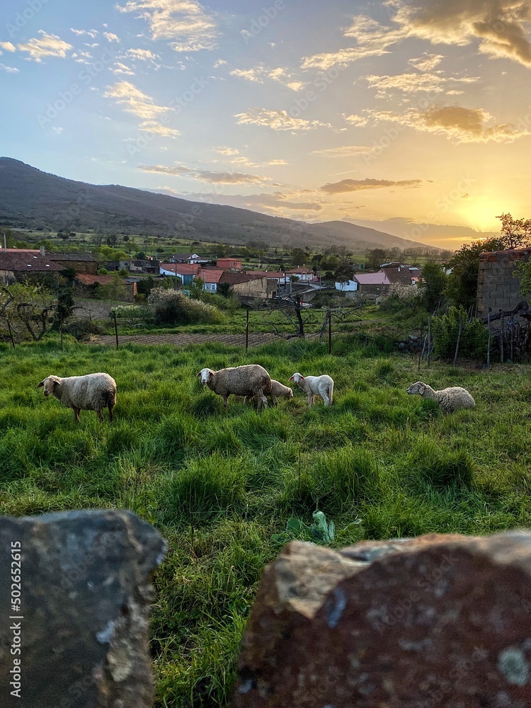 sheep in the mountains