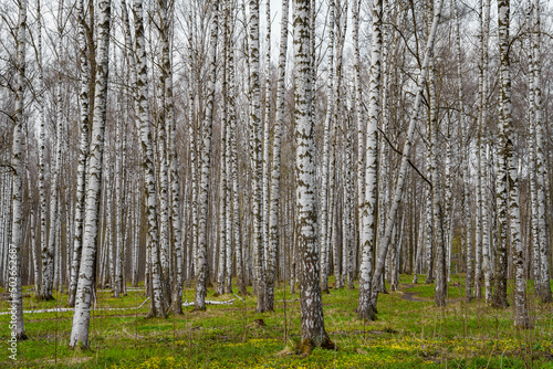 Panorama of a birch grove on green grass in a natural park in cloudy weather  the first days of spring  green leaves begin to appear