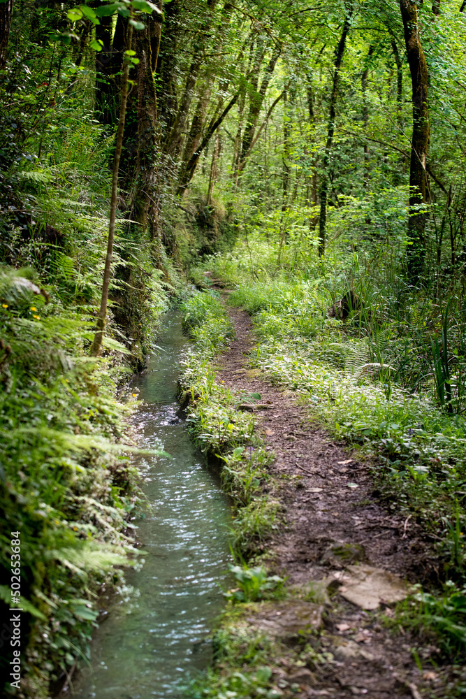 A little water stream in spring forest with white blossoming flowers