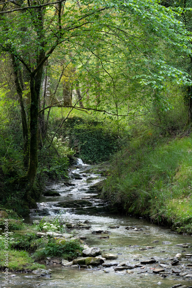 Curly forest river rift with small waterfalls,  mossy trees and stones  