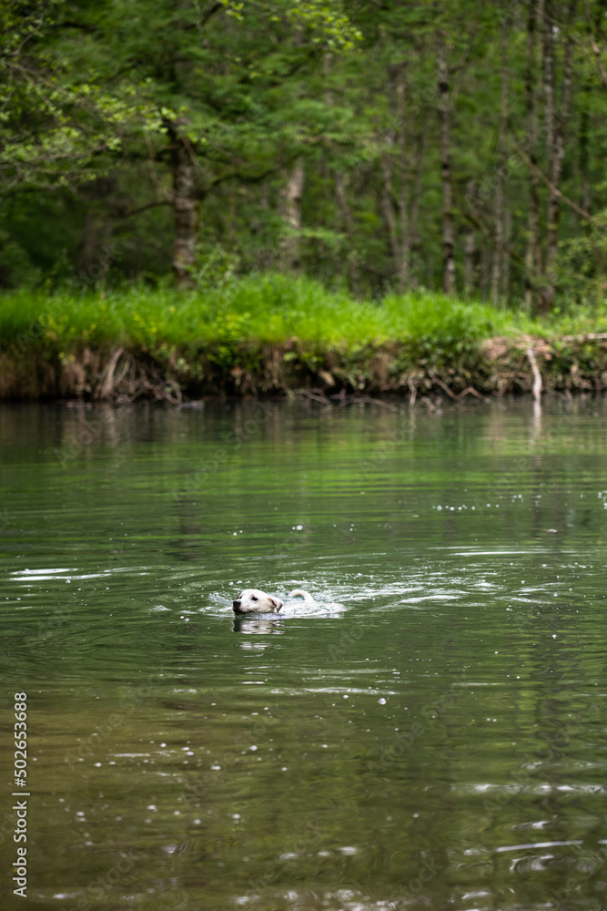 white cute dog swimming in lake white cute dog swimming in lake
