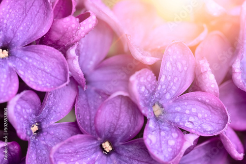 Close-up of purple lilac flowers. Light congratulatory soft background © Bugaev