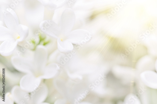 Close-up of white lilac flowers. light spring soft background