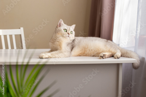 Fototapeta Naklejka Na Ścianę i Meble -  Luxurious white British cat lies on a white table in the room, looks out the window.