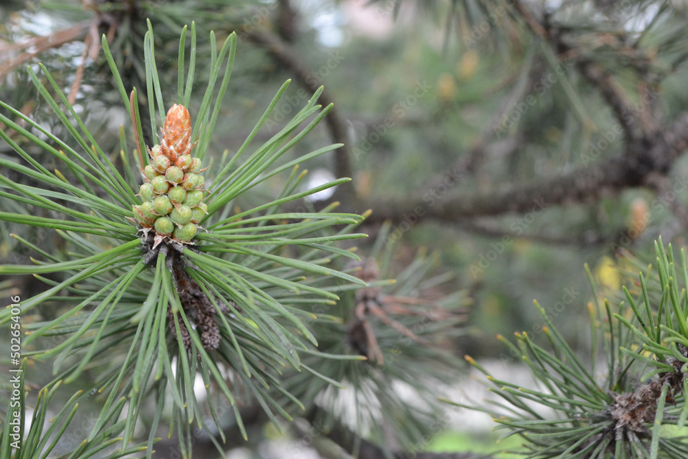 A twig of pine and a young pine cone. High quality photo A twig of pine and a young pine cone. High quality photo