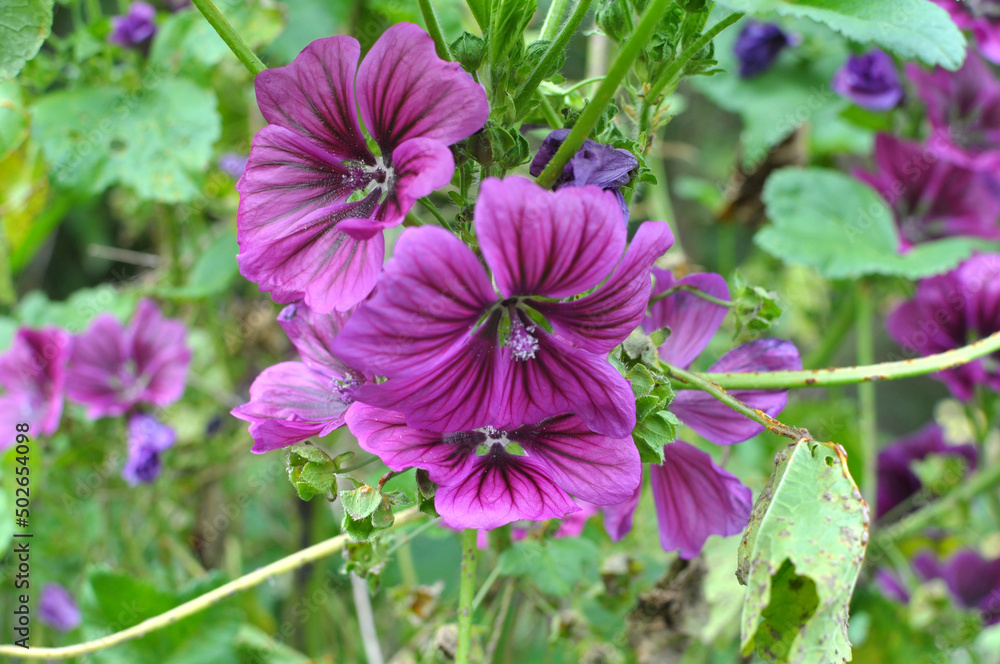 Mallow, malva sylvestris grows in nature Mallow, malva sylvestris grows in nature