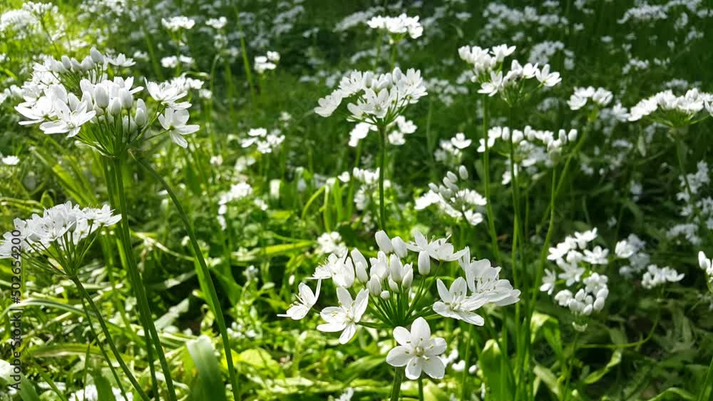 Image of a flowering plant with green leaves blooming in spring Image of a flowering plant with green leaves blooming in spring