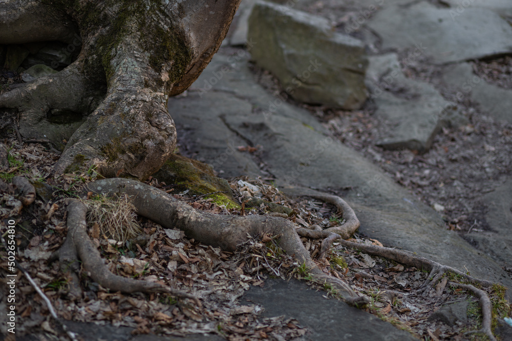 the roots of the tree sprouted in a rocky surface