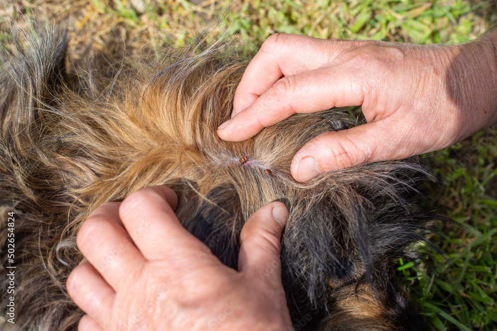 mites are parasites on the skin of a dog with thick hair. The man's