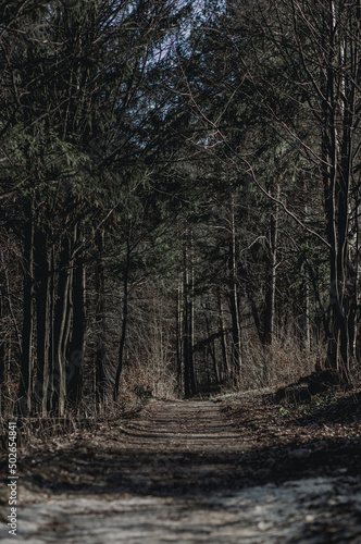 dramatic path between trees in the forest in early spring