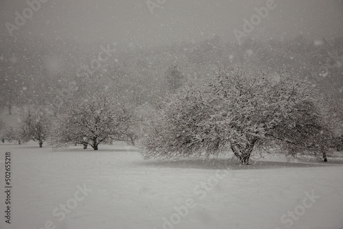 Canvas-taulu trees being covered by snow on a hillside in a park