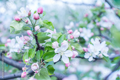 Apple tree pink blossom flowers. Floral background.