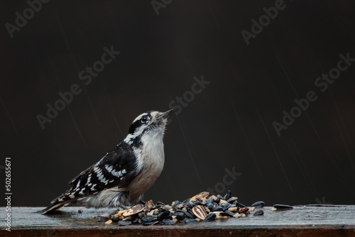 Εκτύπωση καμβά A downy woodpecker (Dryobates Pubescens) eating seeds on a railing in the rain