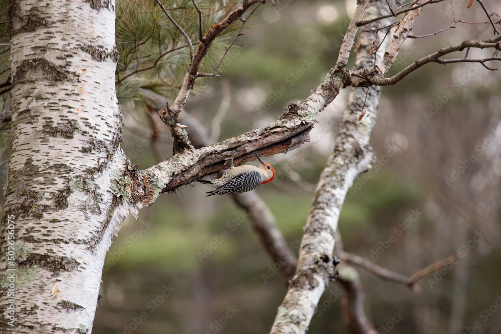 A red bellied woodpecker (Melanerpes Carolinus) perched on a tree branch A red bellied woodpecker (Melanerpes Carolinus) perched on a tree branch