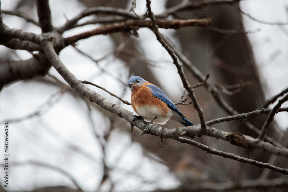 An Eastern Bluebird (sialia sialis) perched on a tree branch An Eastern Bluebird (sialia sialis) perched on a tree branch