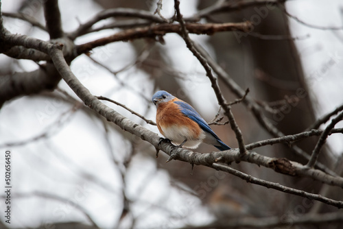 An Eastern Bluebird (sialia sialis) perched on a tree branch